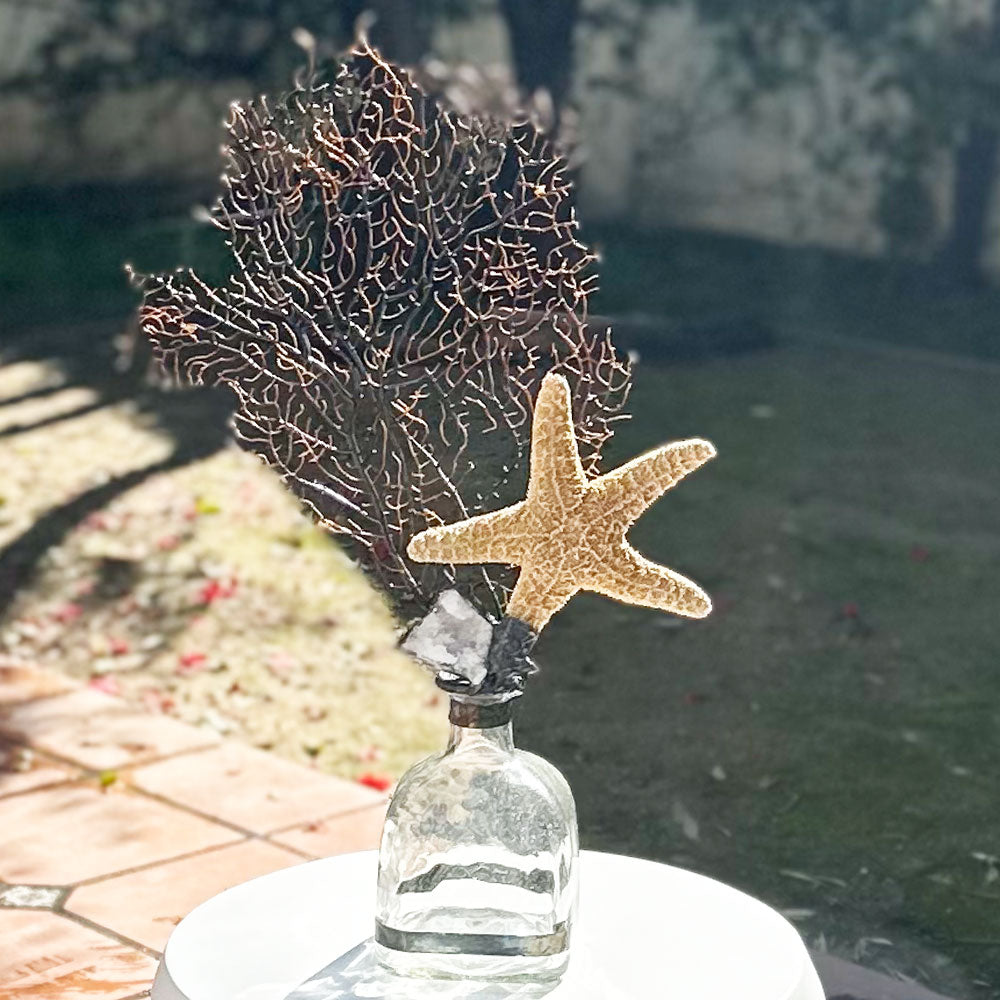 Sugar Starfish Seafan Bottle
